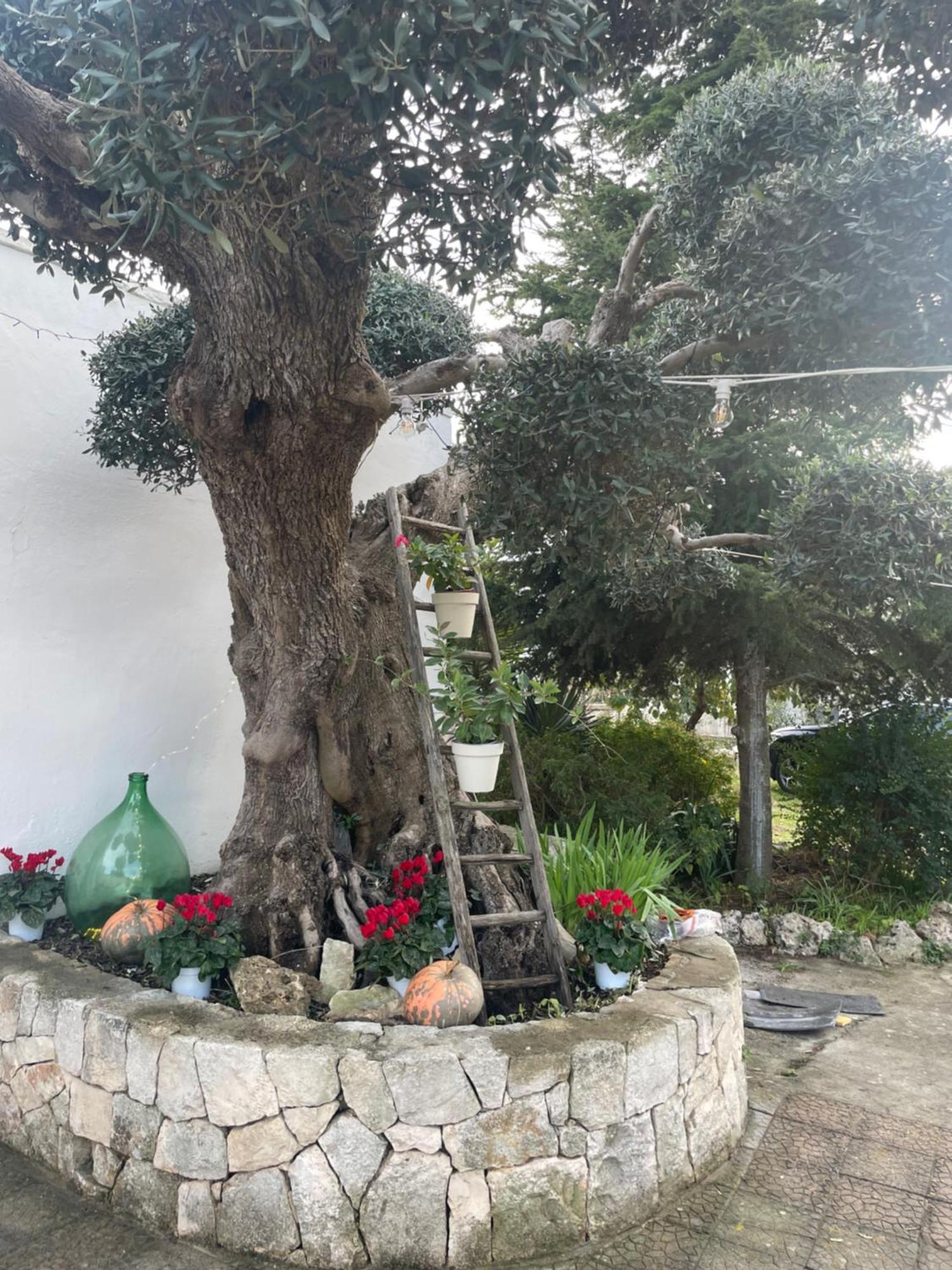 Il Trullo Di Nonno Licchio Villa Alberobello Bagian luar foto