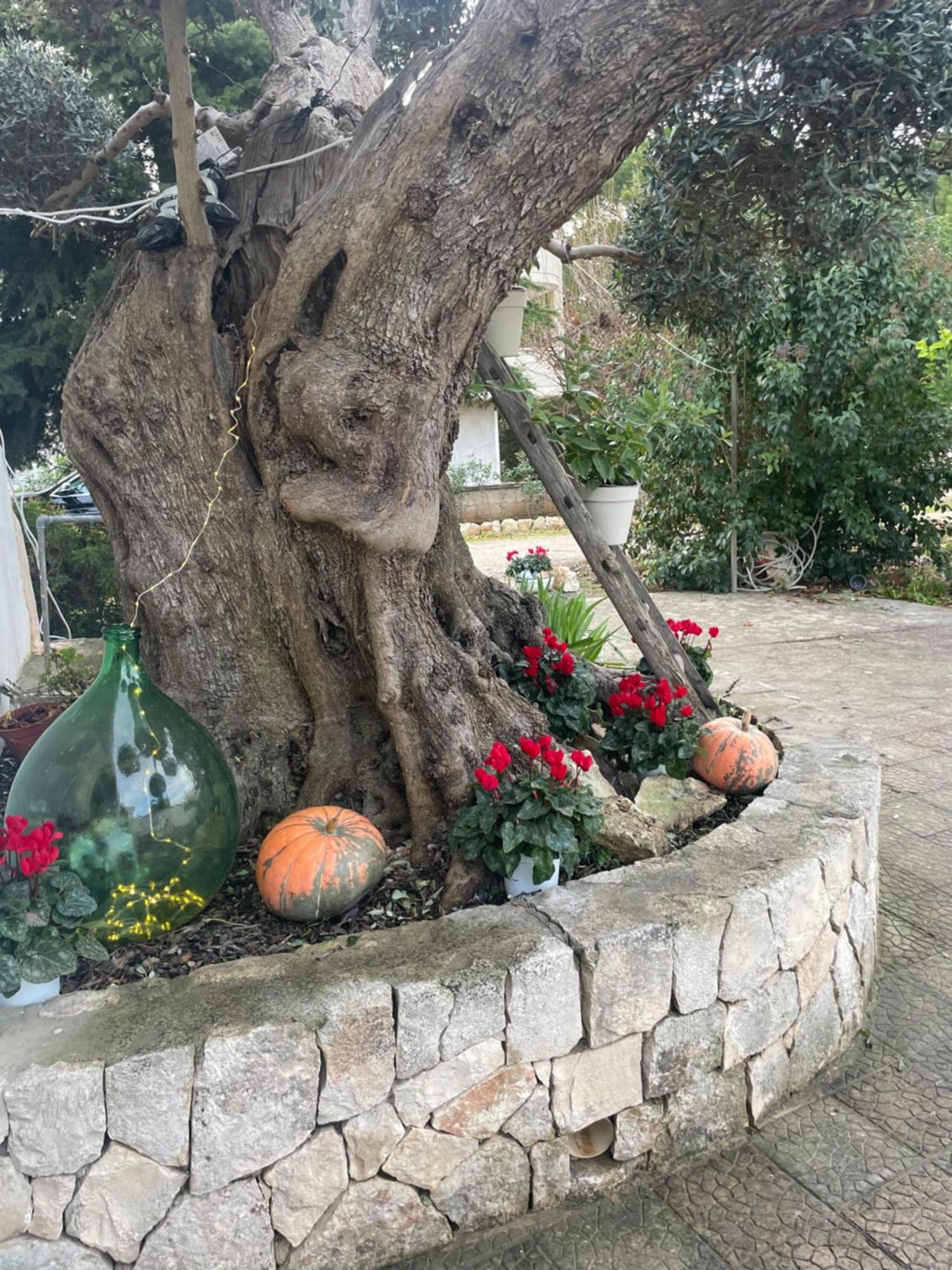 Il Trullo Di Nonno Licchio Villa Alberobello Bagian luar foto